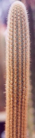 Cephalocleistocactus_schattatianus